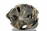 Long, Petrified Wood (Schinoxylon) Limb - Blue Forest, Wyoming #242465-1